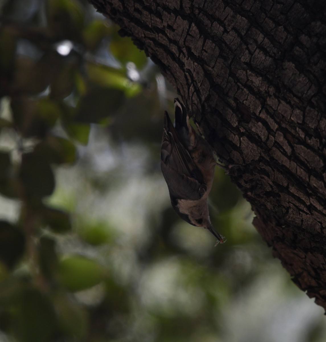 White-breasted Nuthatch - ML638308183