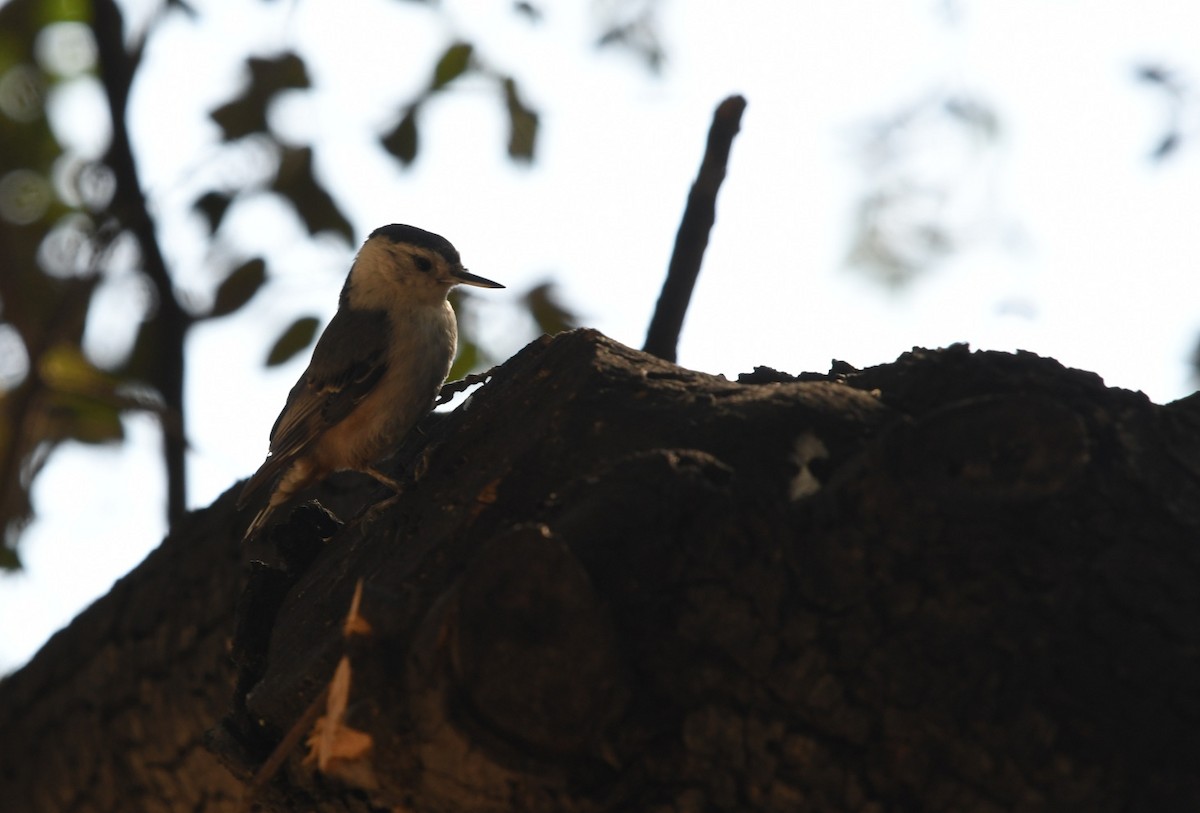 White-breasted Nuthatch - ML638308184