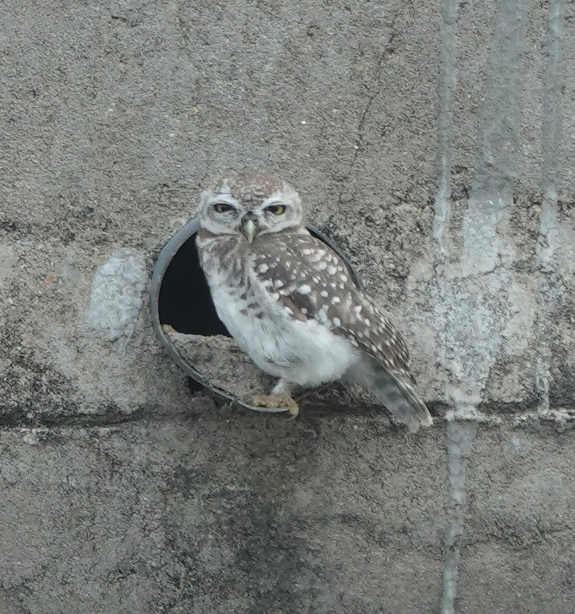 Spotted Owlet - ML638308185