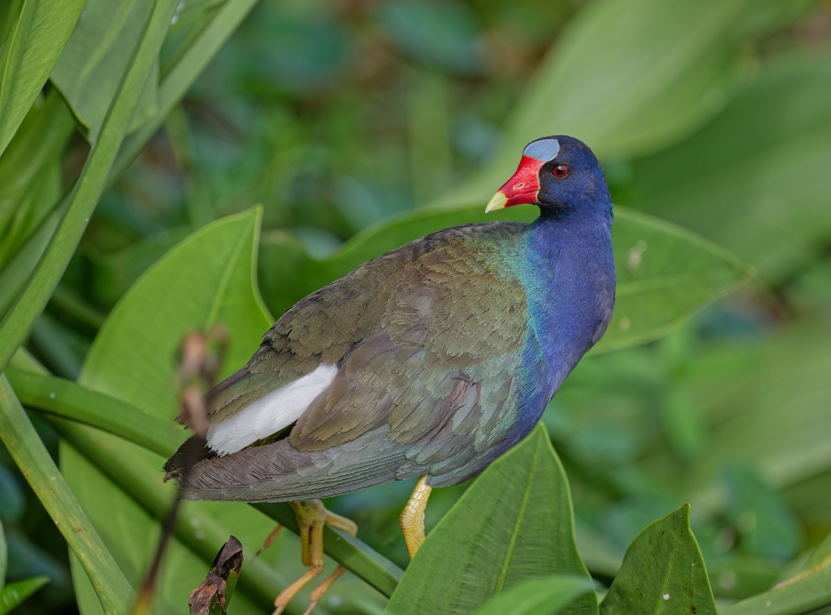 Purple Gallinule - ML638308190