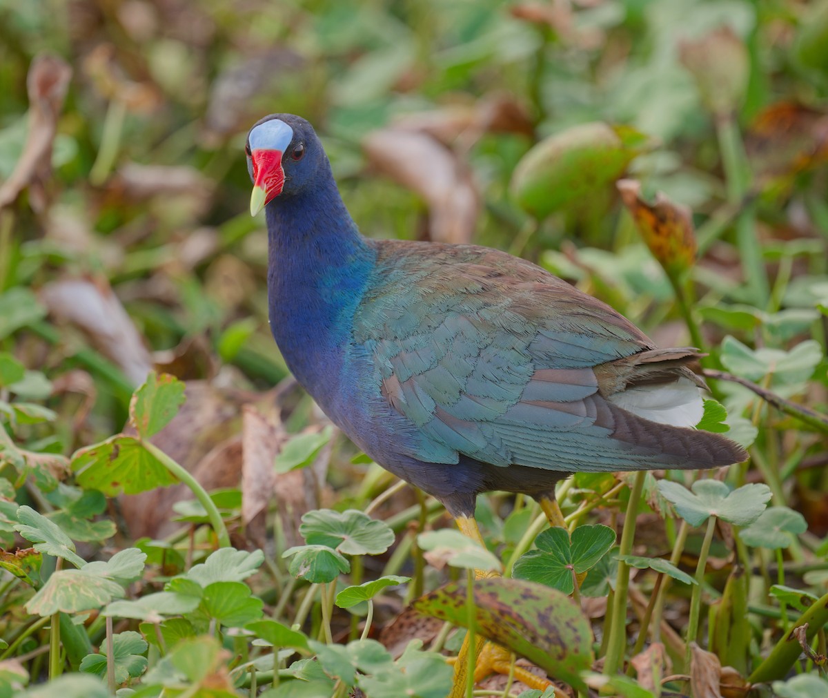 Purple Gallinule - ML638308191
