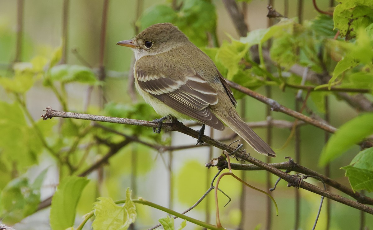 Willow Flycatcher - ML638308192