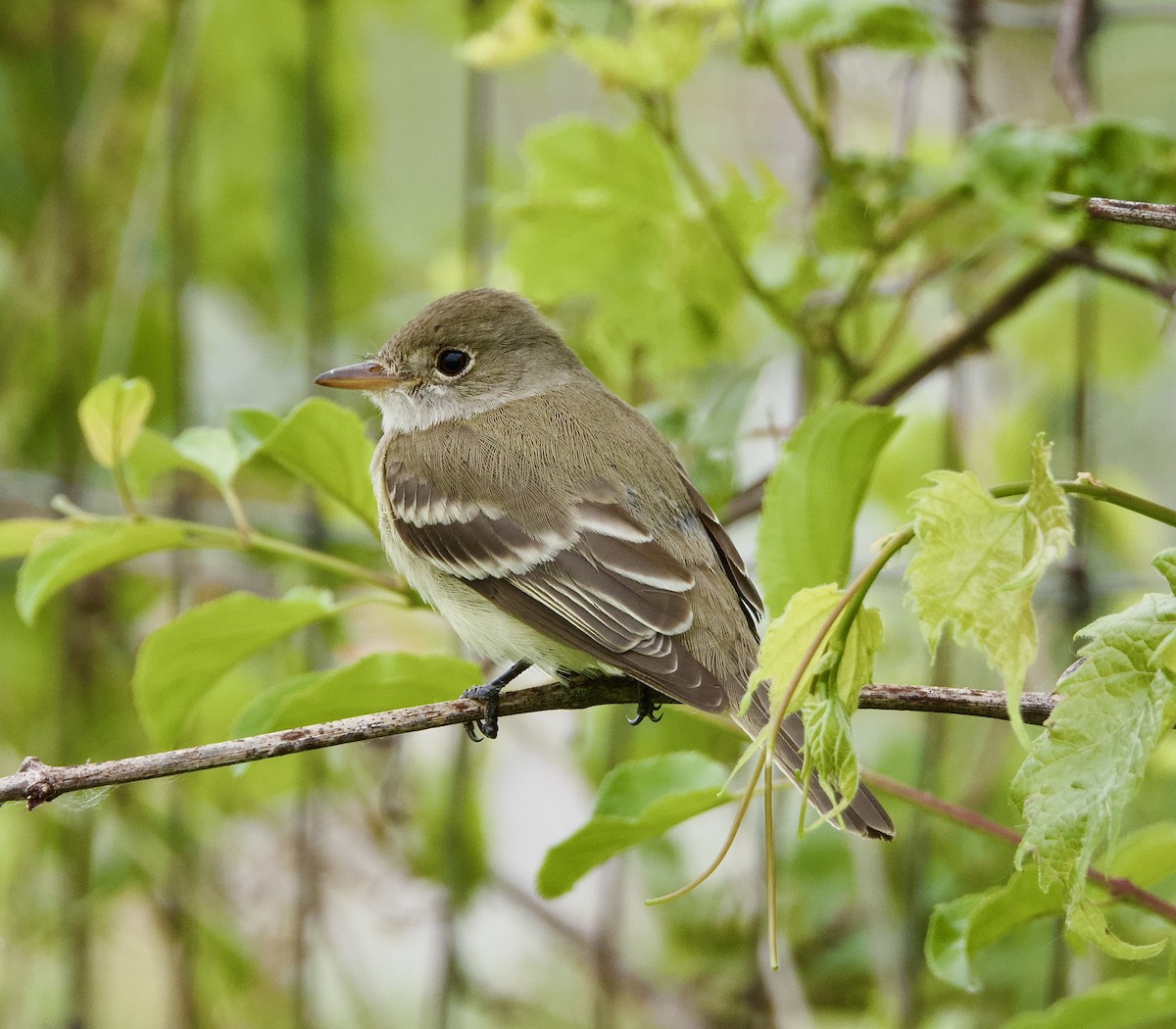 Willow Flycatcher - ML638308194