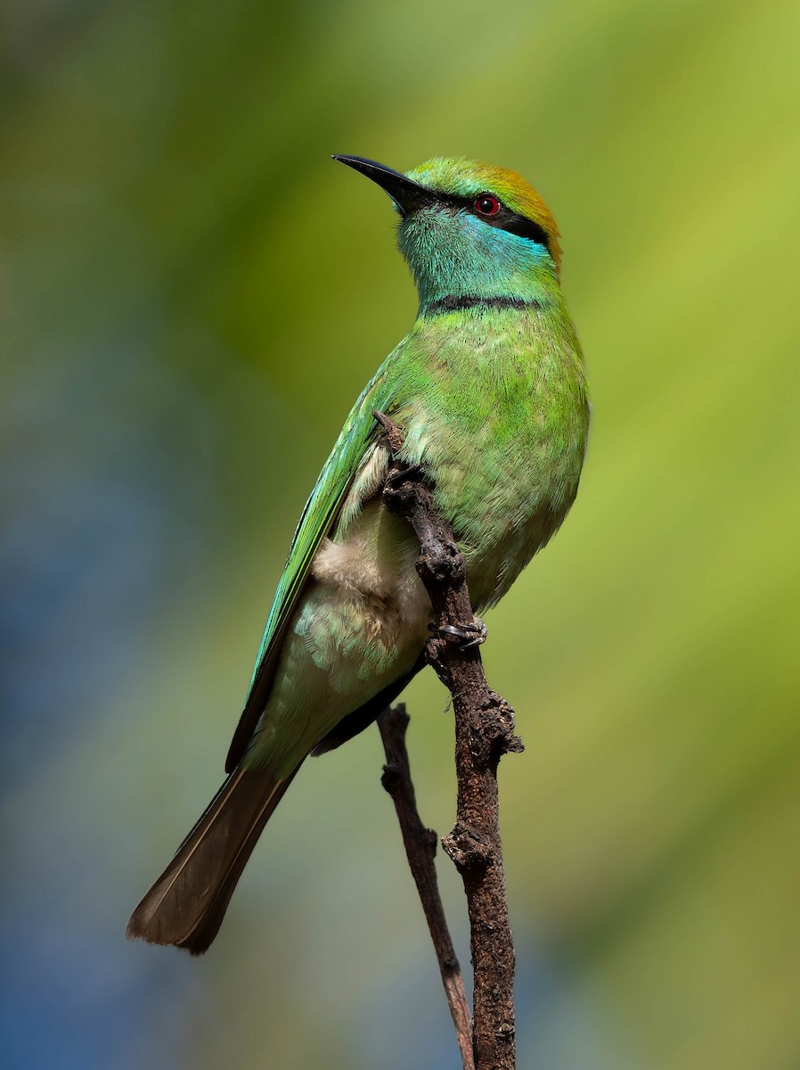 Asian Green Bee-eater - ML638308195