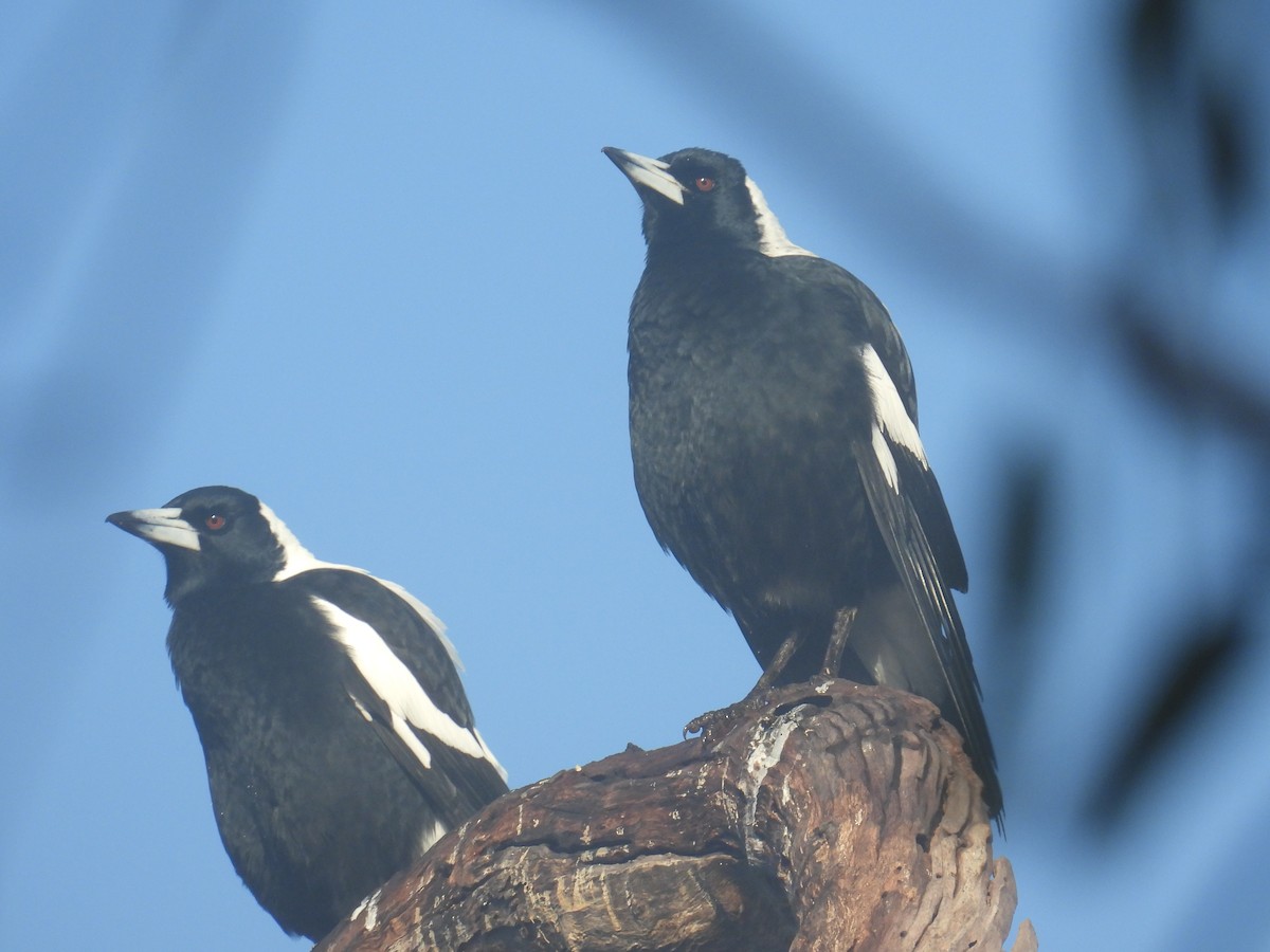 Australian Magpie - ML638308200