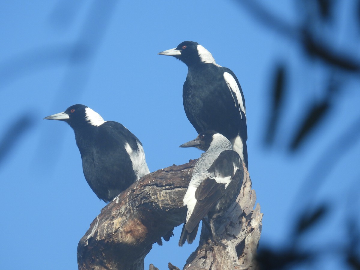 Australian Magpie - ML638308201