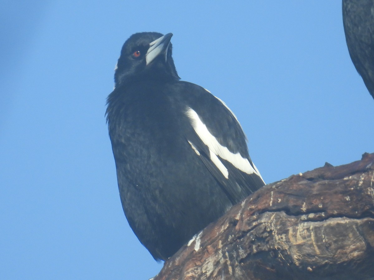 Australian Magpie - ML638308202