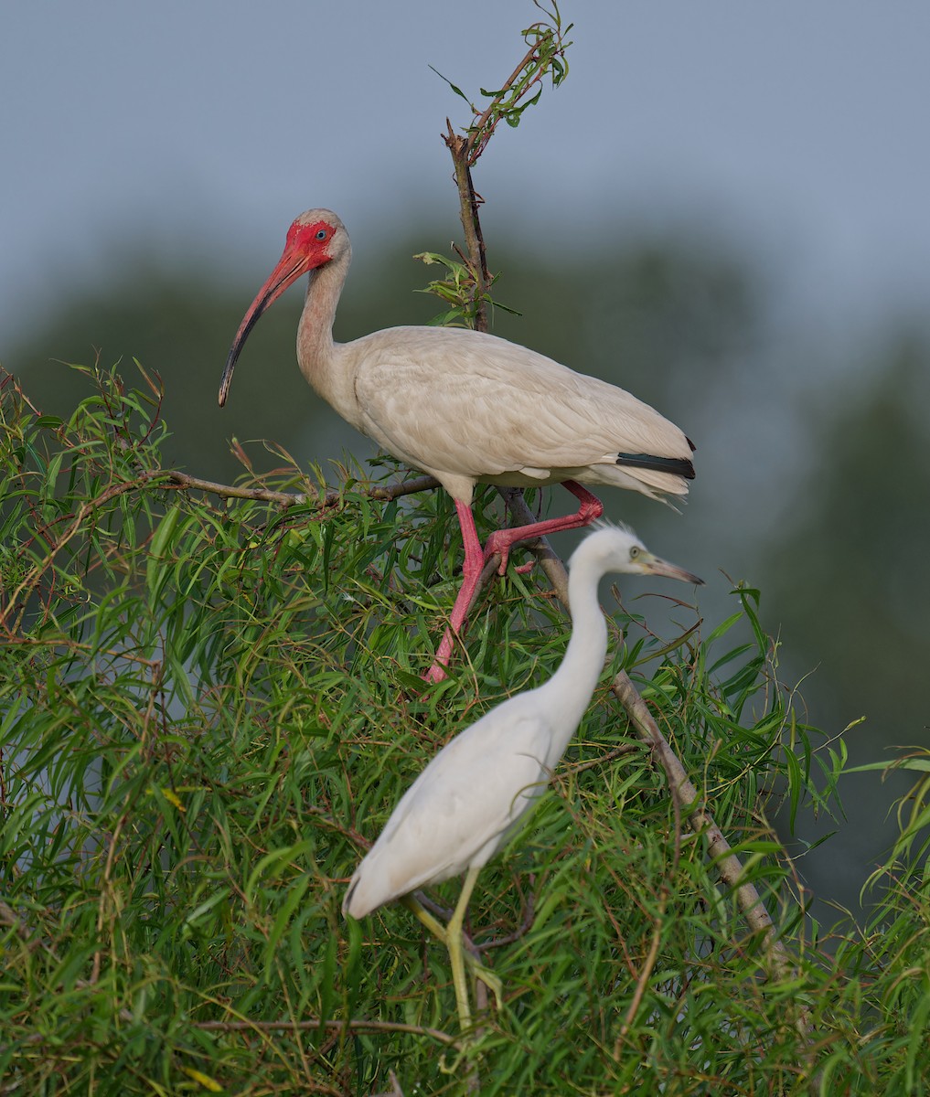 White Ibis - ML638308206