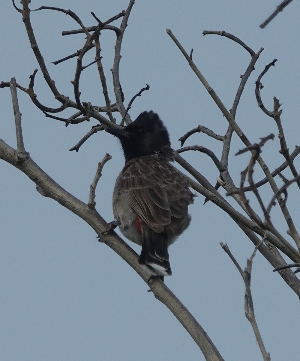Bulbul à ventre rouge - ML638308222