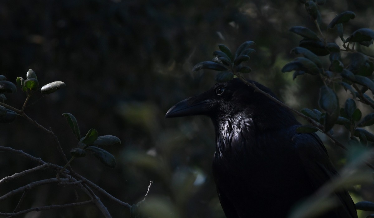 Grand Corbeau - ML638308229