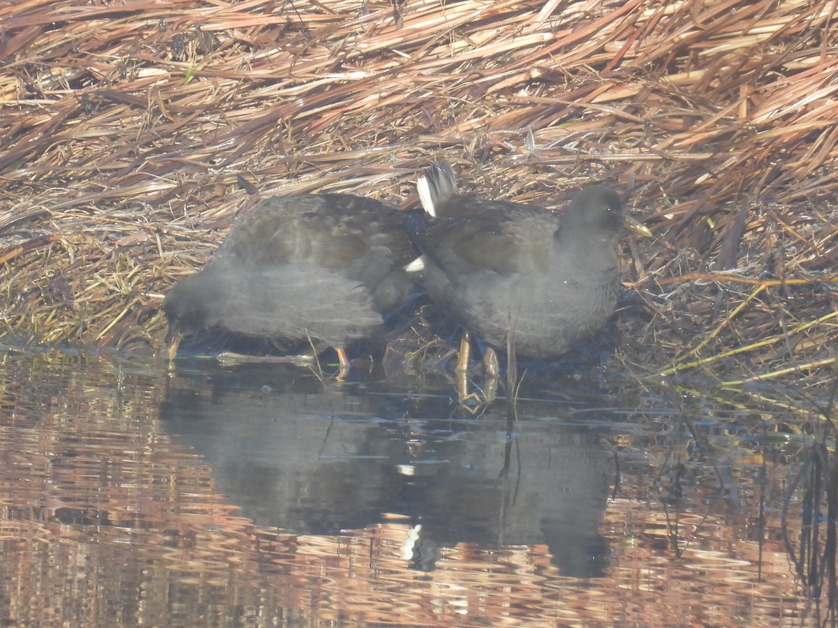 Gallinule sombre - ML638308231