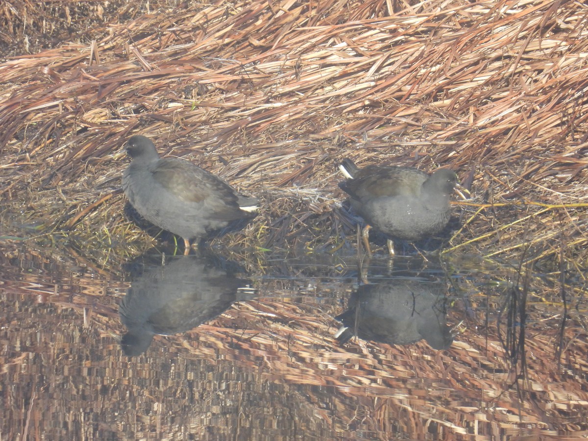 Gallinule sombre - ML638308232