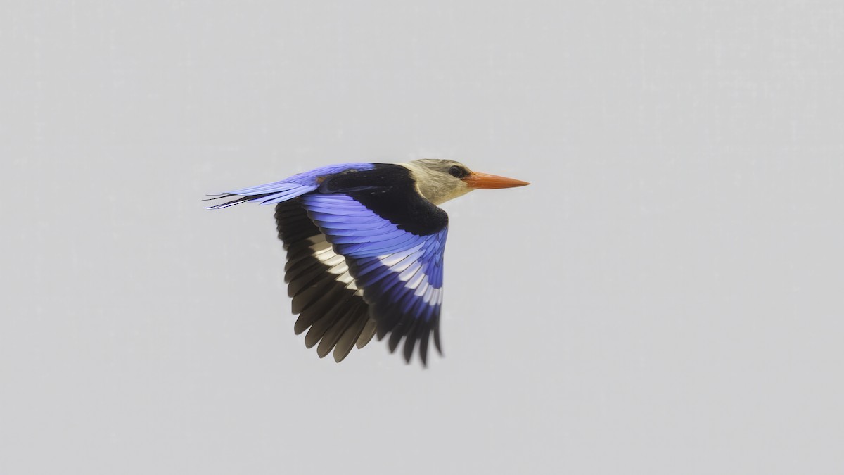 Gray-headed Kingfisher - ML638308250