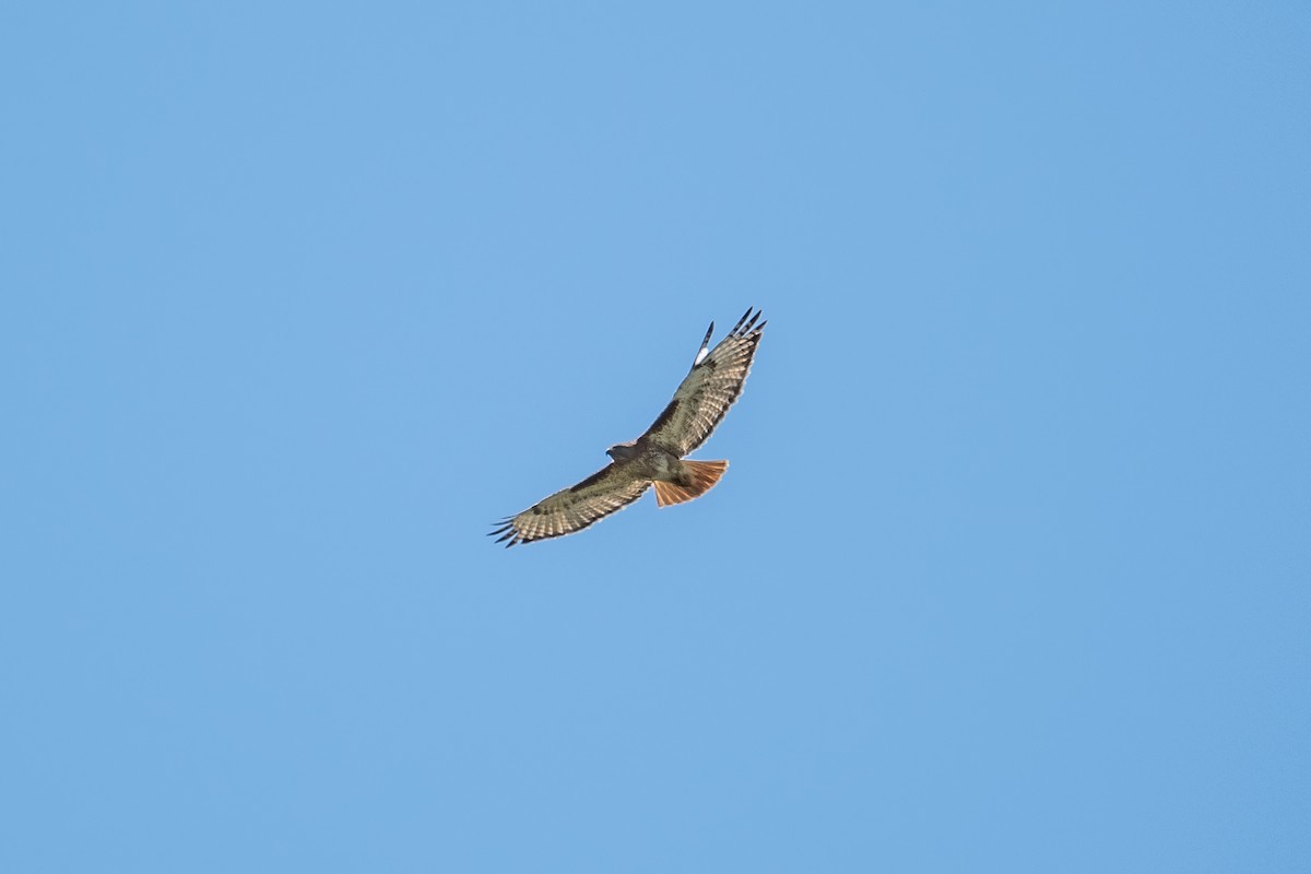 Red-tailed Hawk - ML638308251