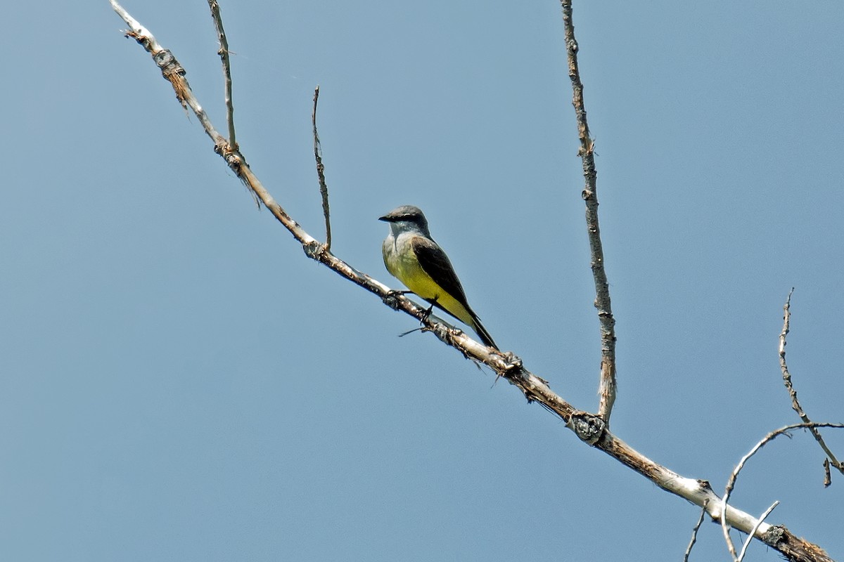 Western Kingbird - ML638308253