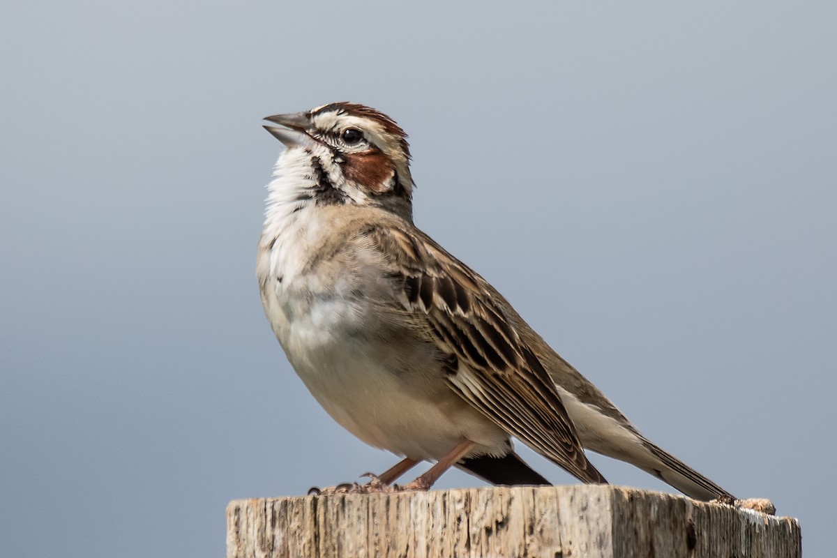 Lark Sparrow - ML638308255