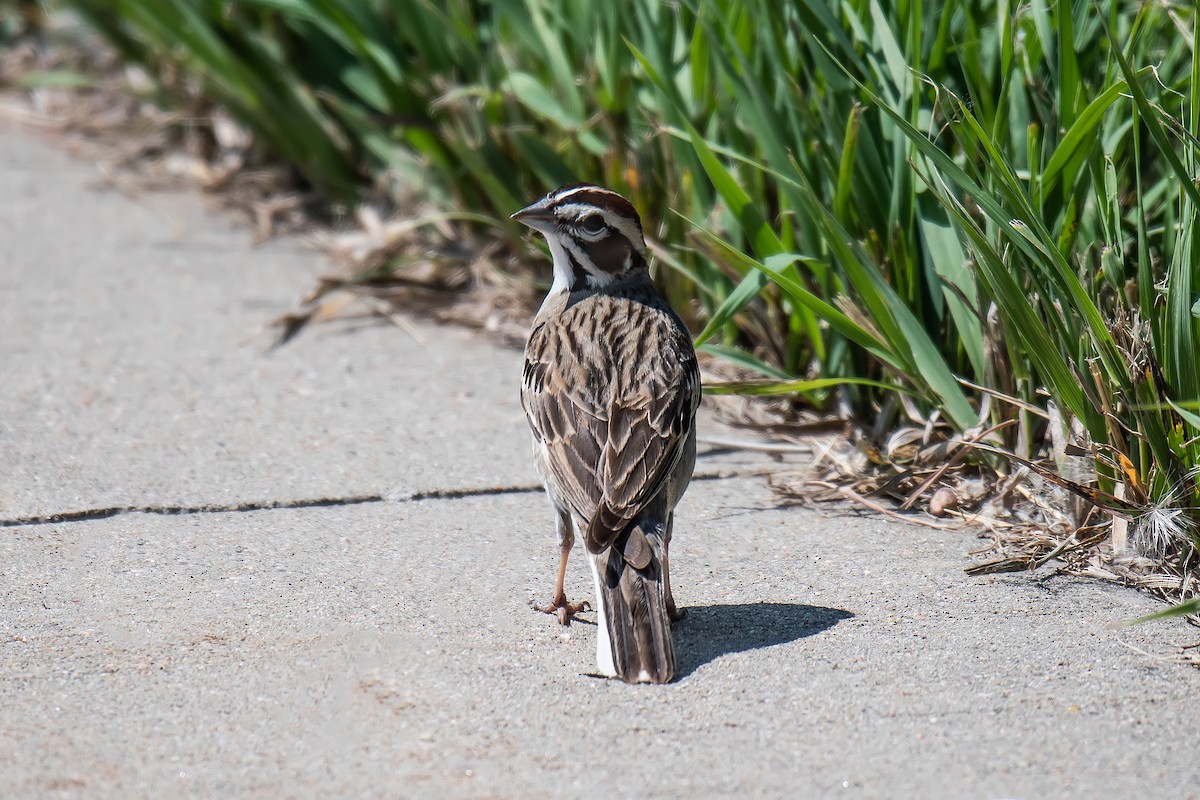 Lark Sparrow - ML638308256