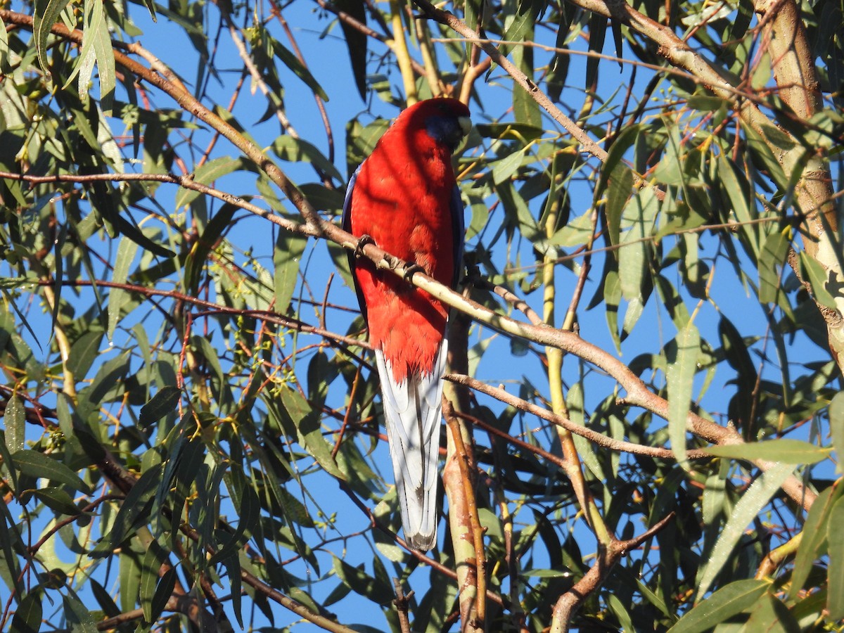 アカクサインコ - ML638308258