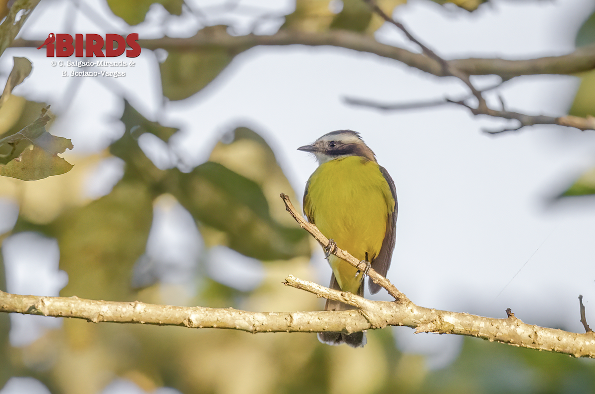 Social Flycatcher - ML638308260