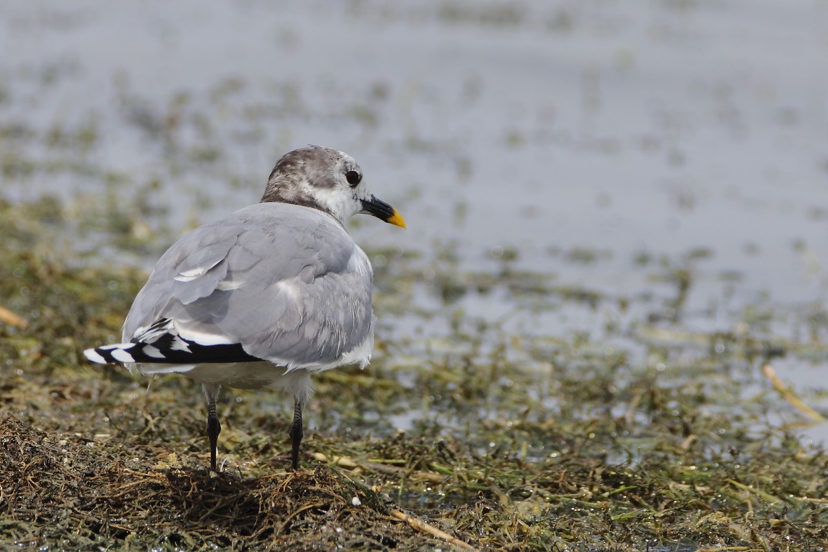 Sabine's Gull - ML638308271