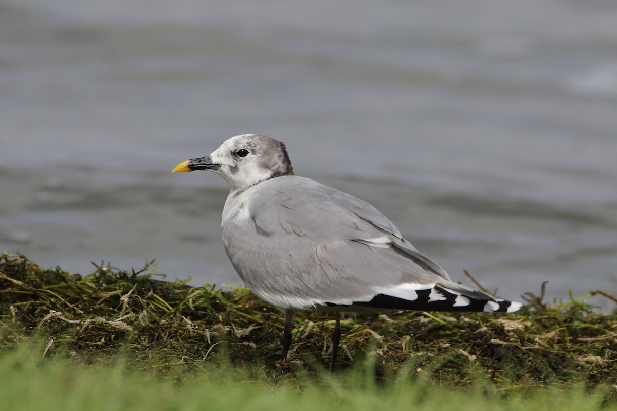 Sabine's Gull - ML638308272