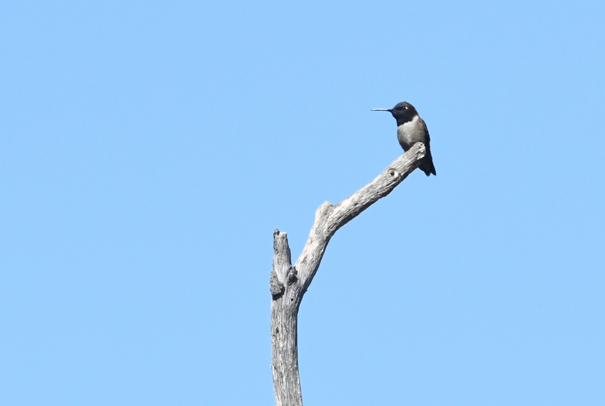 Black-chinned Hummingbird - ML638308277
