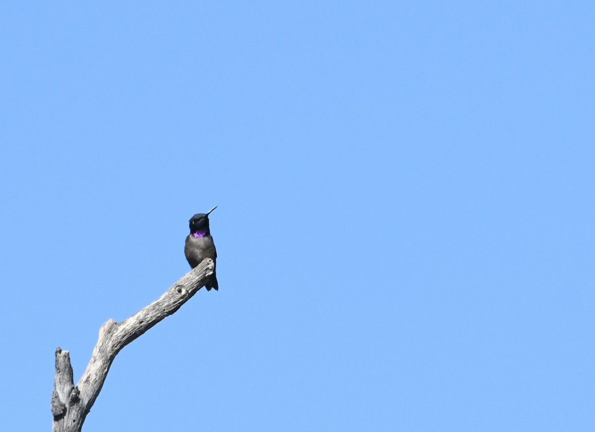 Black-chinned Hummingbird - ML638308278