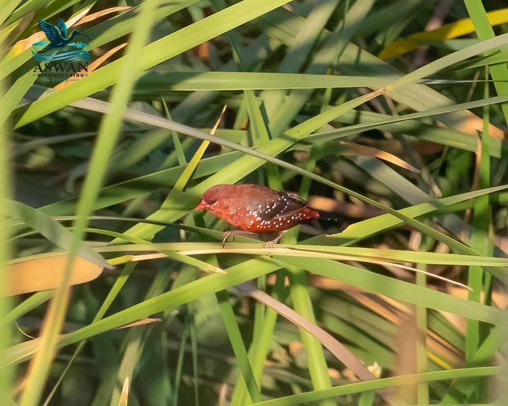 Red Avadavat - ML638308280