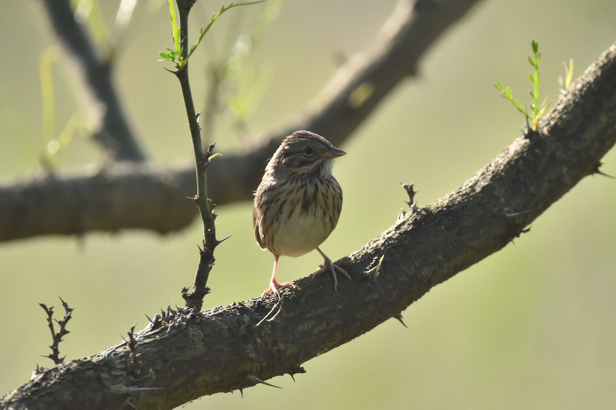Lincoln's Sparrow - ML638308282