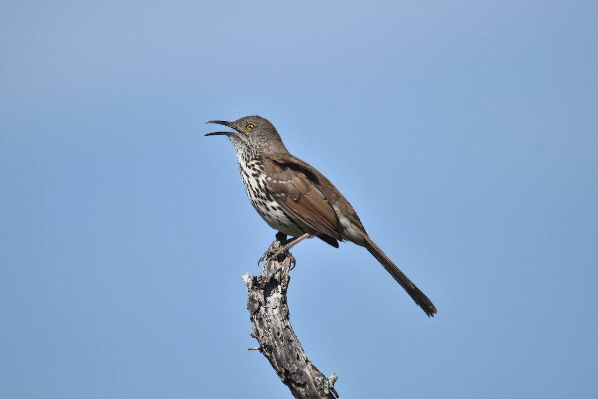 Long-billed Thrasher - ML638308284