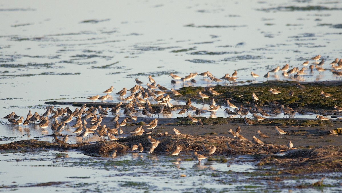 Western Sandpiper - ML638308291