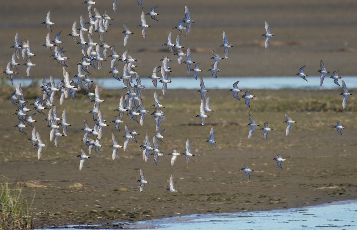 Western Sandpiper - ML638308292