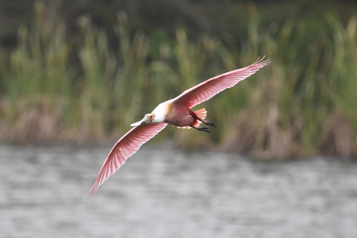 Roseate Spoonbill - ML638308306