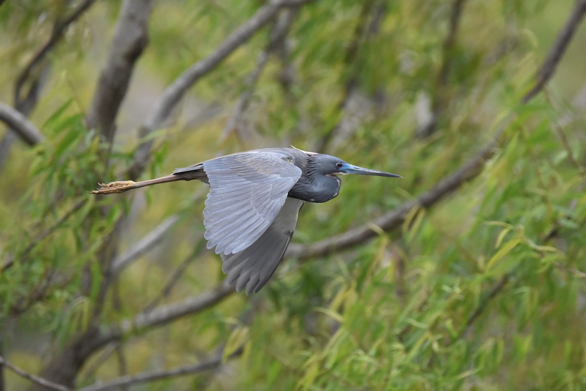 Tricolored Heron - ML638308310
