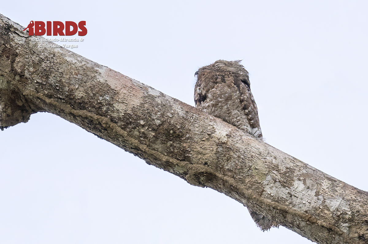 Great Potoo - ML638308311