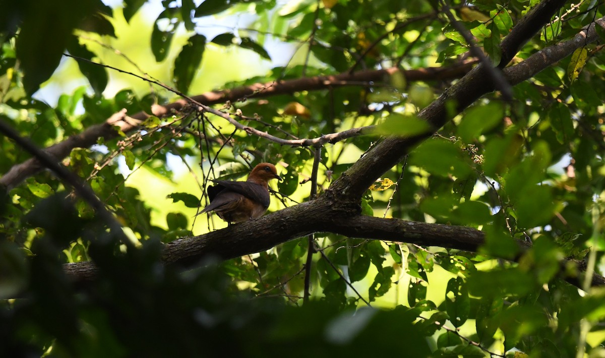 Little Cuckoo-Dove - ML638308312