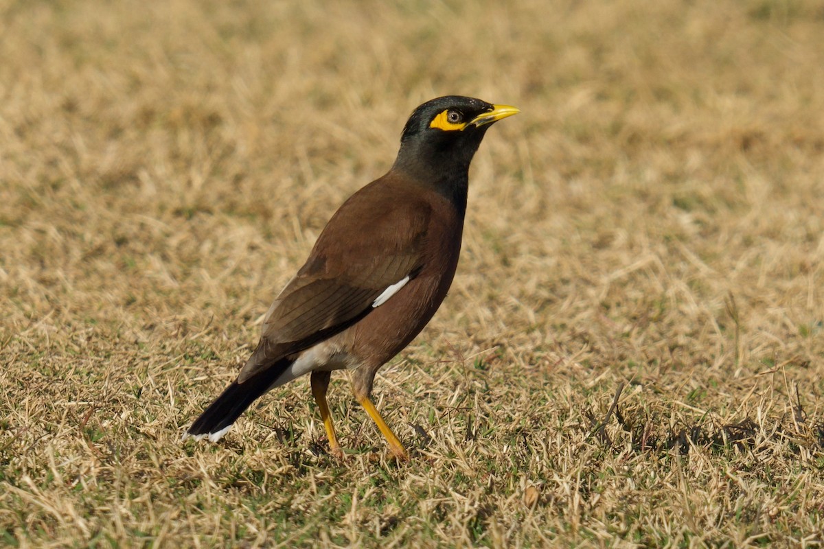 インドハッカ - ML638308314