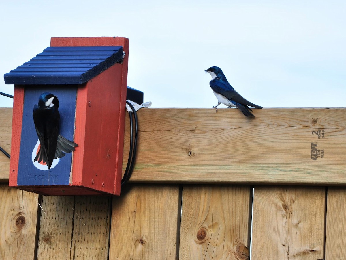 Tree Swallow - ML638308317