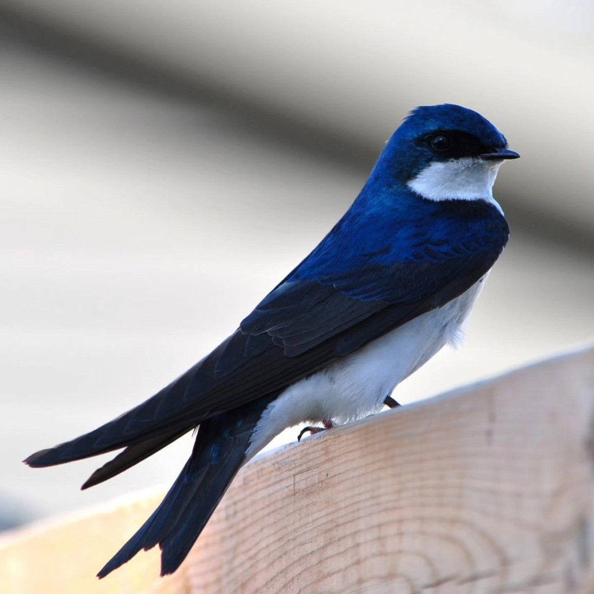 Tree Swallow - ML638308319