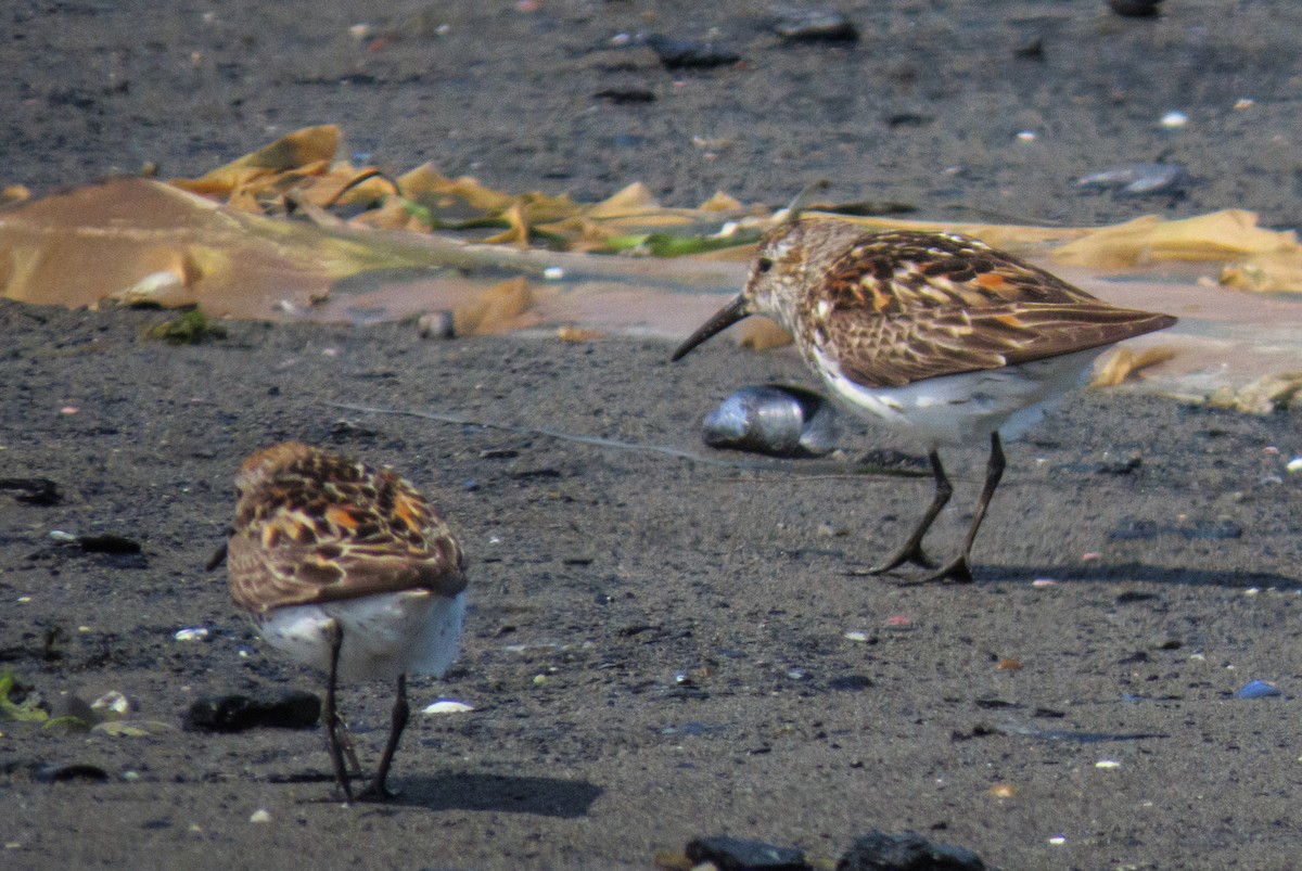 Western Sandpiper - ML638308321