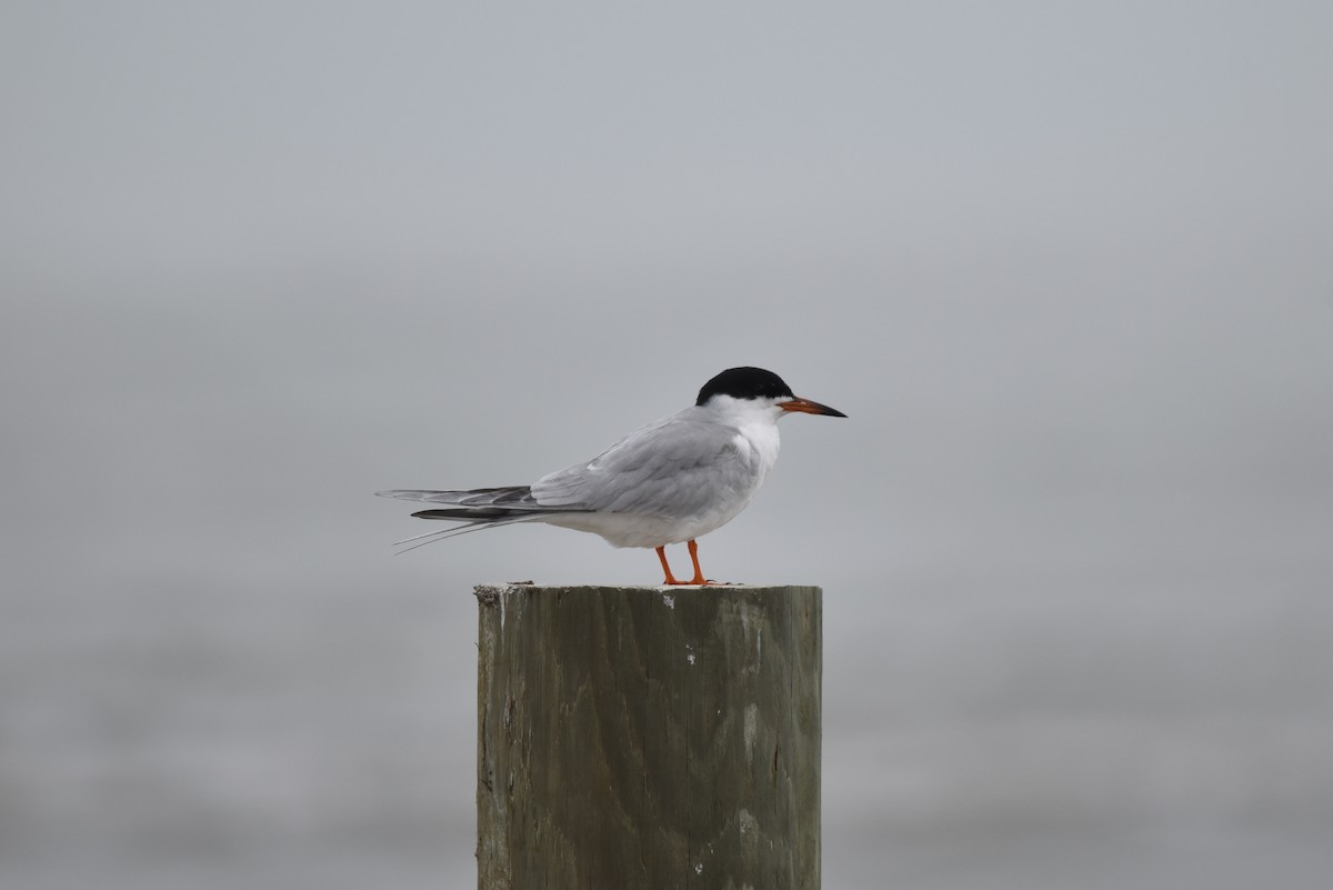 Forster's Tern - ML638308323