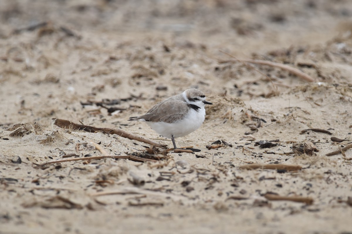 Snowy Plover - ML638308325