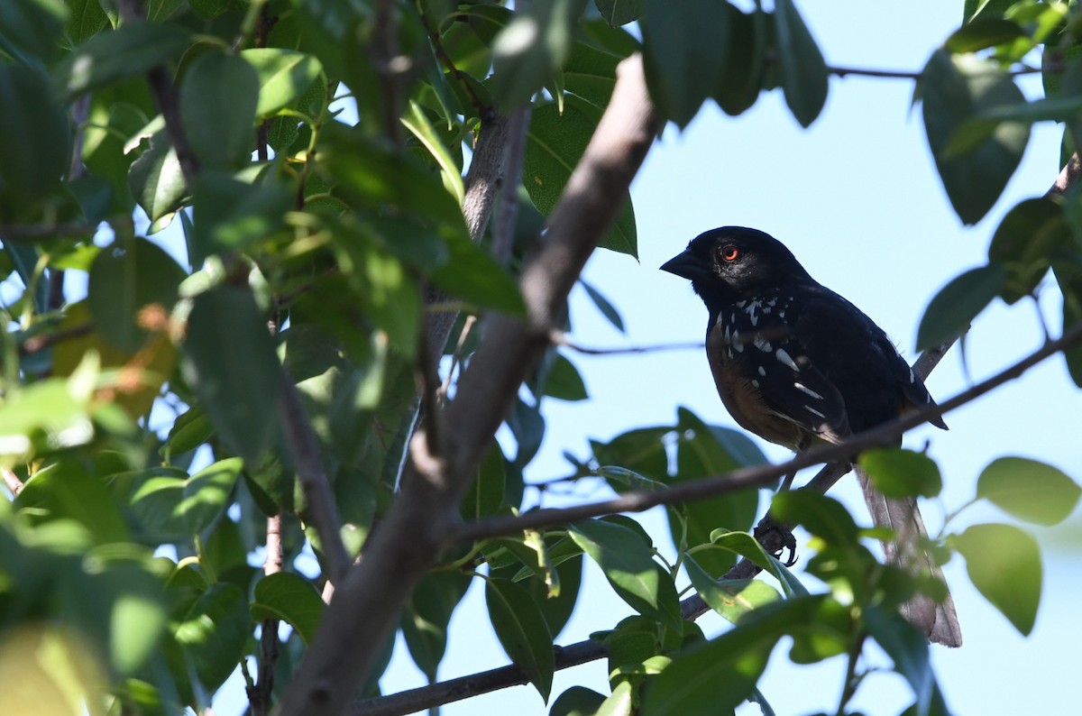 Spotted Towhee - ML638308329