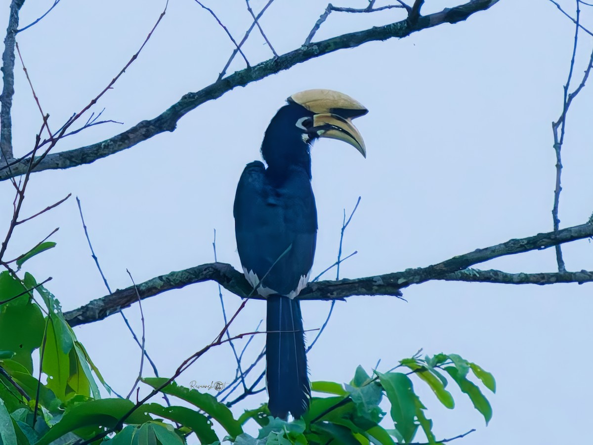 Oriental Pied-Hornbill - ML638308331
