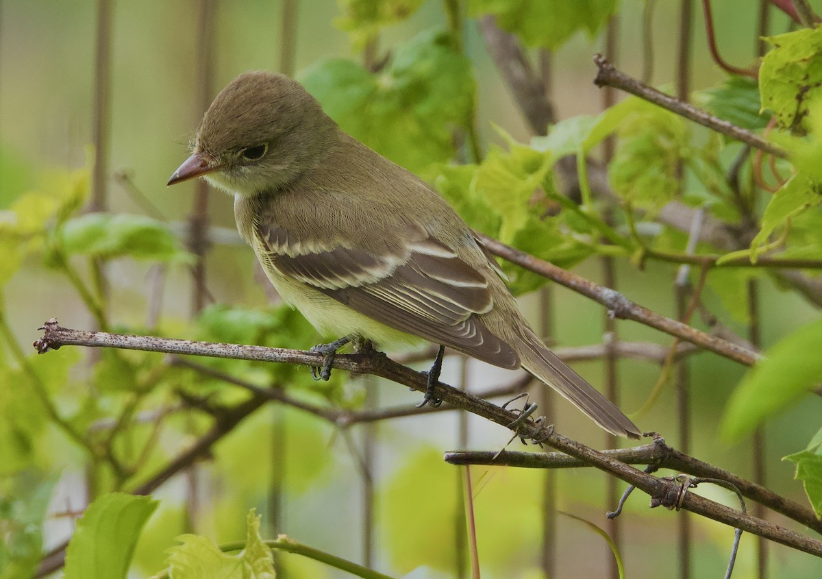 Willow Flycatcher - ML638308335
