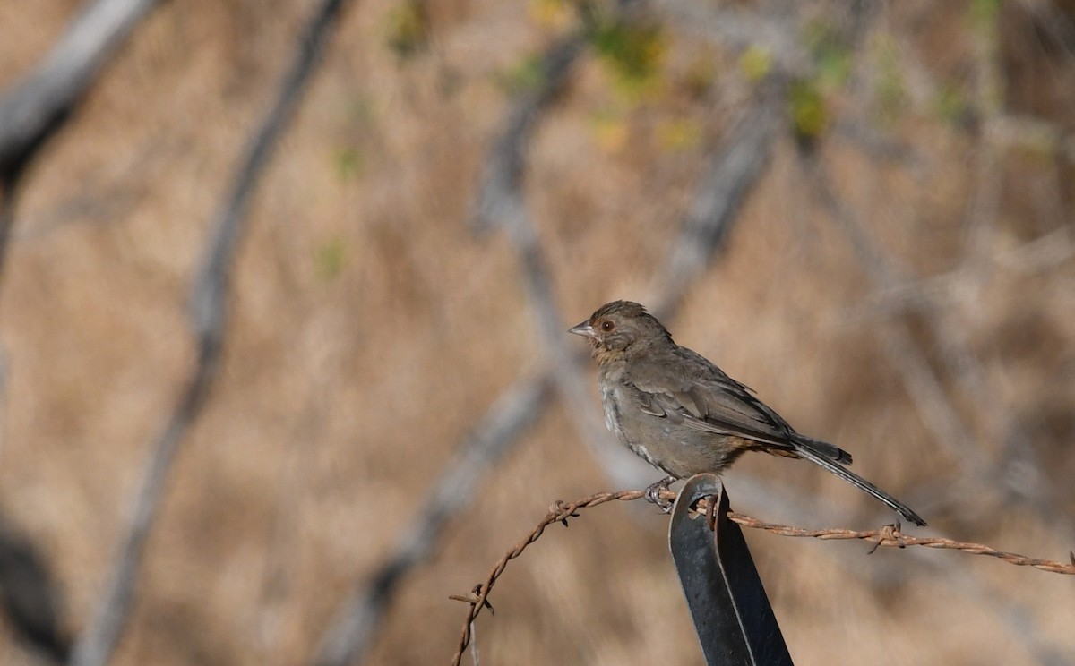 California Towhee - ML638308339