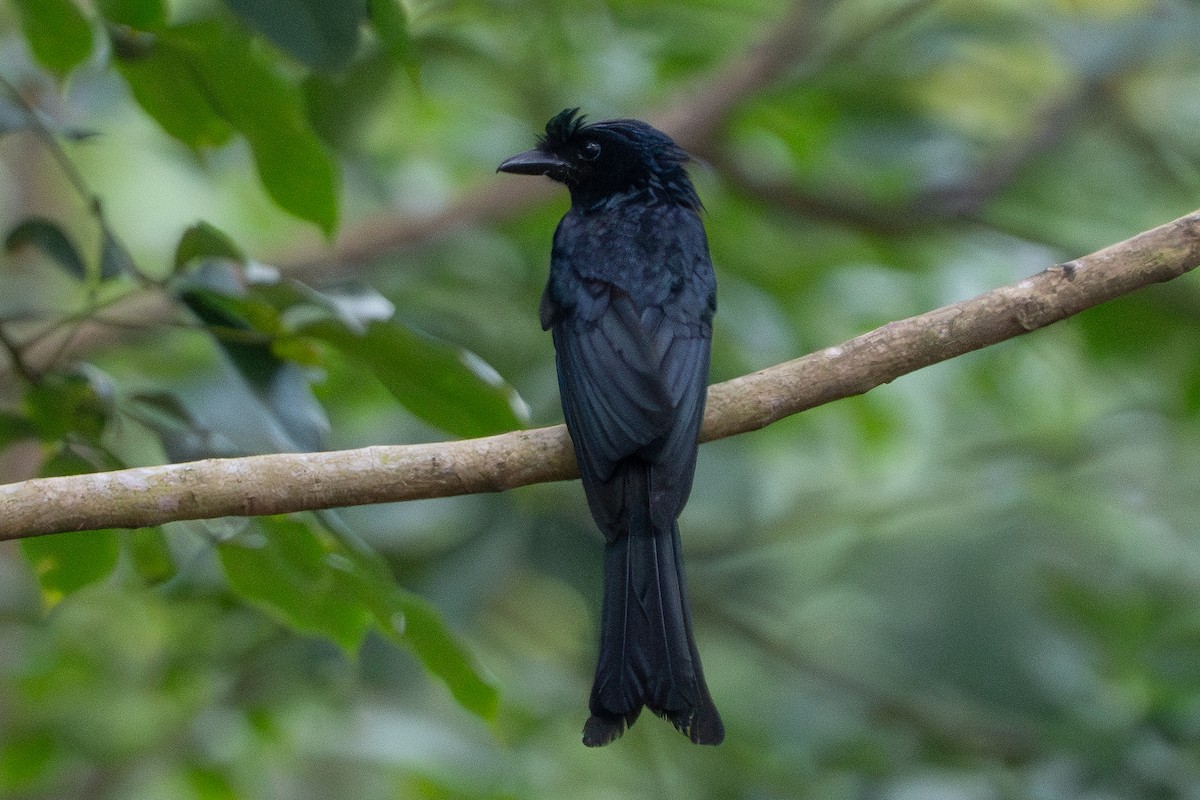 Greater Racket-tailed Drongo - ML638308342