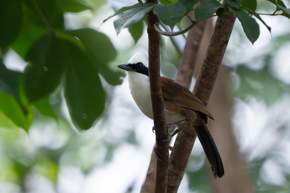 White-crested Laughingthrush - ML638308346