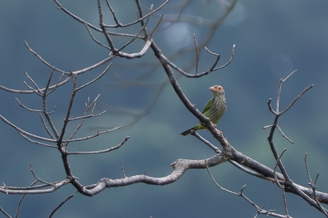 Lineated Barbet - ML638308348
