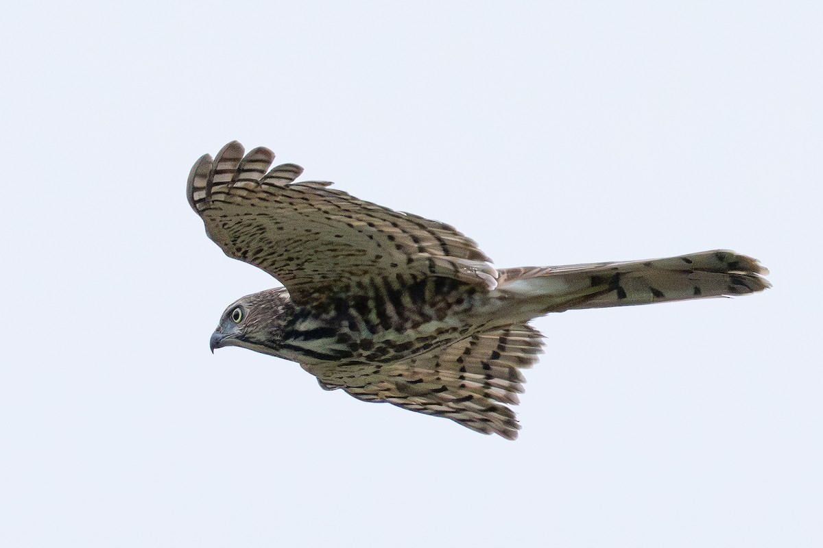 Shikra - ML638308353